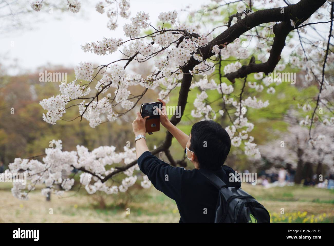 230321 -- TOKIO, 21. März 2023 -- Ein Besucher macht Fotos von Kirschblüten am Tag der Frühlingstagnachtgleiche im Yoyogi Park in Tokio, Japan, 21. März 2023. JAPAN-TOKIO-FRÜHLING EQUINOX-FREIZEIT ZhangxXiaoyu PUBLICATIONxNOTxINxCHN Stockfoto