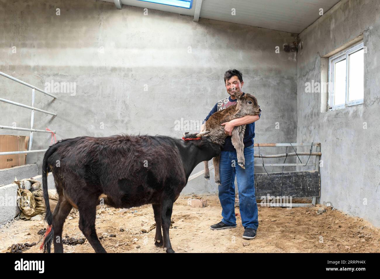 230325 -- TAXKORGAN, 25. März 2023 -- Duri Jarman verlegt seine Kühe in ein Standardkühenhaus vor seinem Haus im Aimin-Dorf des autonomen Bezirks Taxkorgan Tadschik im Nordwesten Chinas Xinjiang Uygur Autonomous Region, 26. Juni 2019. Das Leben des Hirten Duri Jarman ist eng mit zwei Orten verbunden: Dem Dorf Ak toga Langar, das tief in den Bergen des autonomen Bezirks Taxkorgan Tadschik liegt, und dem Dorf Aimin, das sich in der Nähe des Verwaltungssitzes befindet. Duri, heute 52 Jahre alt, lebte 47 Jahre im Dorf Ak toga Langar. Im Winter 2018 profitierte seine Familie von der Umsiedlungspolitik für Armut A Stockfoto