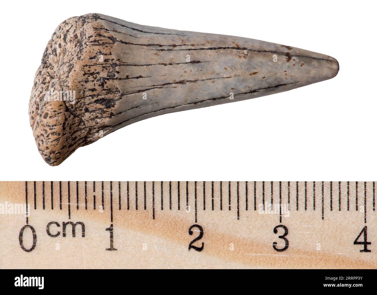 Versteinerte prähistorische Haizahn. Makro. Tertiärperiode der Cenozoikum-Ära. Isoliert auf Weiß Stockfoto