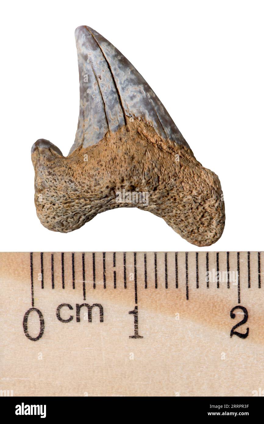 Versteinerte prähistorische Haizahn. Makro. Tertiärperiode der Cenozoikum-Ära. Isoliert auf Weiß Stockfoto