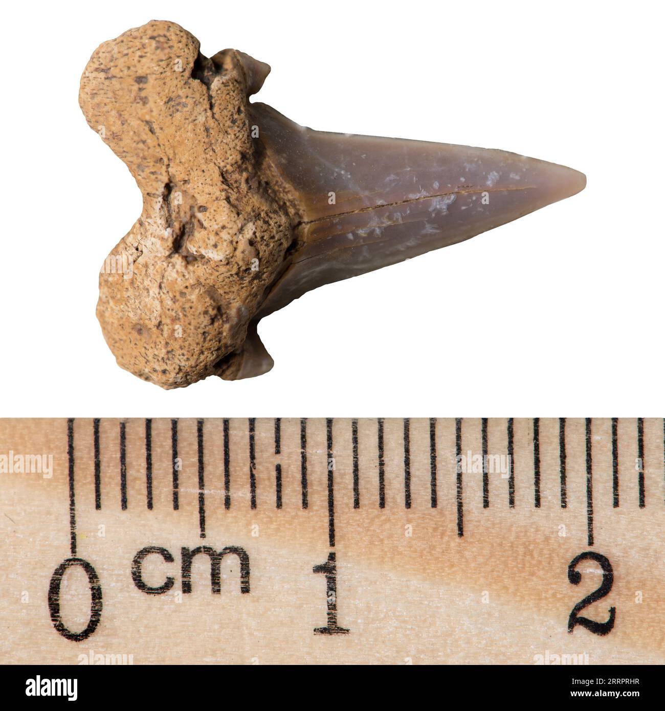 Versteinerte prähistorische Haizahn. Makro. Tertiärperiode der Cenozoikum-Ära. Isoliert auf Weiß Stockfoto