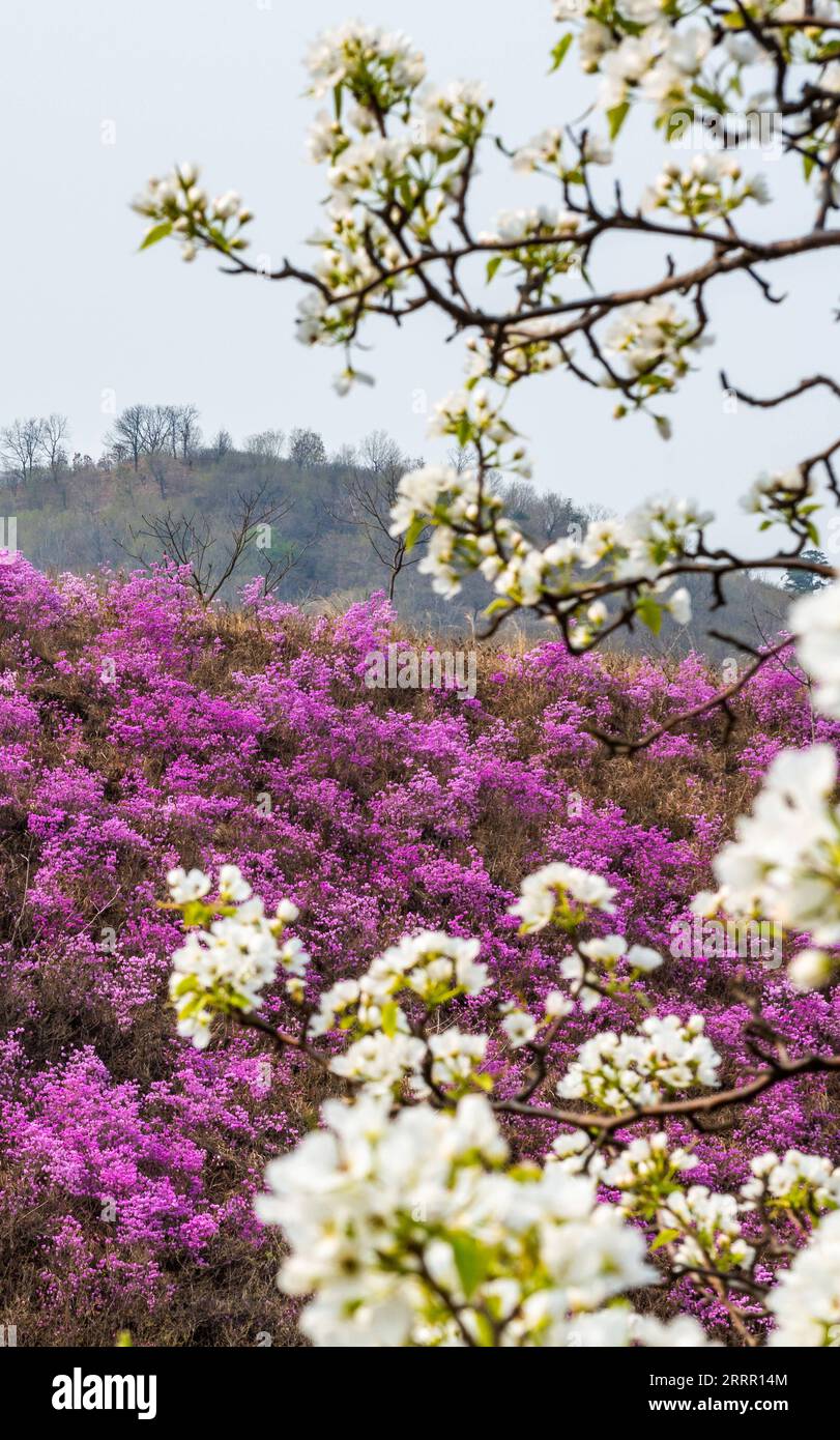 230422 -- XIUYAN, 22. April 2023 -- dieses Foto, das am 21. April 2023 aufgenommen wurde, zeigt einen malerischen Azalea-Ort im Dorf Huangling im Autonomen Kreis Xiuyan man, Provinz Liaoning im Nordosten Chinas. CHINA-LIAONING-XIUYAN-AZALEA CN YangxQing PUBLICATIONxNOTxINxCHN Stockfoto