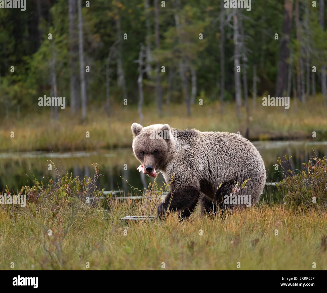 Ein hungriger Bär hat seine Einnahmen bekommen... Stockfoto