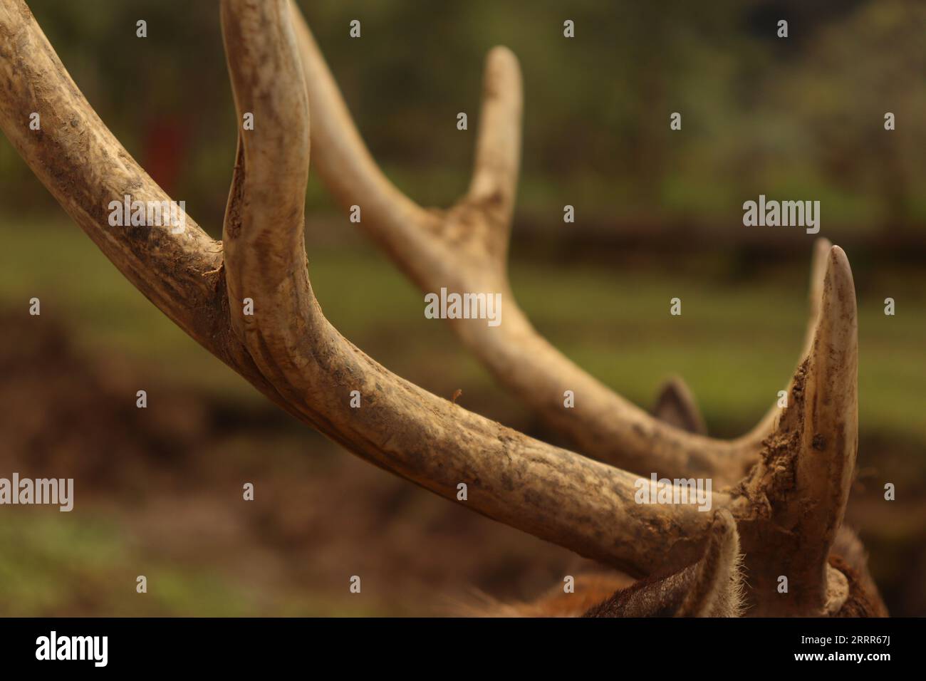 Ein Hirschgeweih hat geschlossen Stockfoto