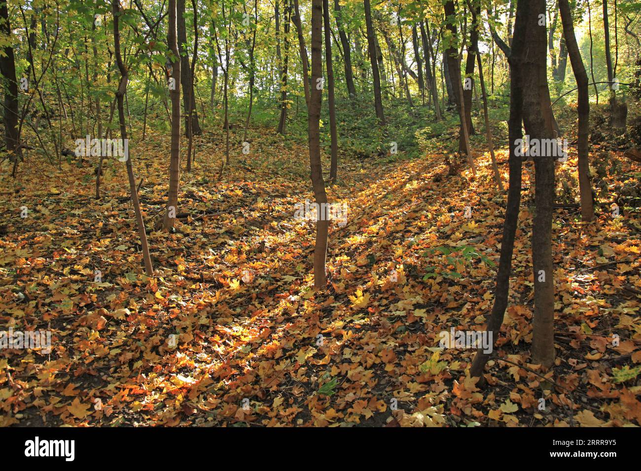 Goldene Herbstzeit. Herbstwald, der von den Sonnenstrahlen erleuchtet wird. Stadtwald Park in der Herbstsaison. Gehen Sie und ruhen Sie sich im Wald aus. Farben der Herbststadt Stockfoto