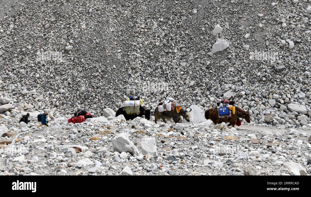 230522 -- LHASA, 22. Mai 2023 -- Eine Yak-Karawane fährt zum Vorlager in einer Höhe von 6.500 Metern auf dem Berg Qomolangma in der südwestchinesischen Autonomen Region Tibet, 12. Mai 2023. Aufgrund der komplizierten natürlichen Bedingungen des höchsten Gipfels der Welt, des Mount Qomolangma, ist die Yak-Beförderung zu einem unverzichtbaren Transportmittel für Güter und Materialien für wissenschaftliche Expeditionen zum Mt. Qomolangma. Hirten leben in der Township Zhaxizom im Tingri County, der nächstgelegenen Verwaltungstownship in China zum Mt. Qomolangma, hat Yak-Dienste für Bergsteiger als Reaktion auf die Nachfrage bereitgestellt. Die Hirten Stockfoto