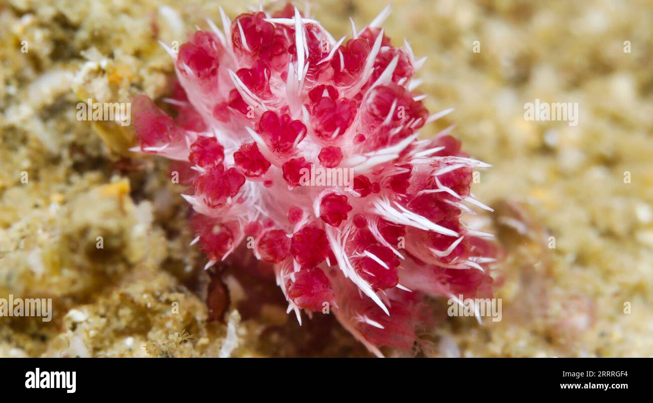 230528 -- LINGSHUI, 28. Mai 2023 -- dieses Foto, das am 25. Mai 2023 aufgenommen wurde, zeigt eine Korallenart in den Gewässern der Insel Fenjiezhou der Provinz Hainan, Südchina. CHINA-HAINAN-FENJIEZHOU INSELTAUCHAKTIVITÄT CN YANGXGUANYU PUBLICATIONXNOTXINXCHN Stockfoto