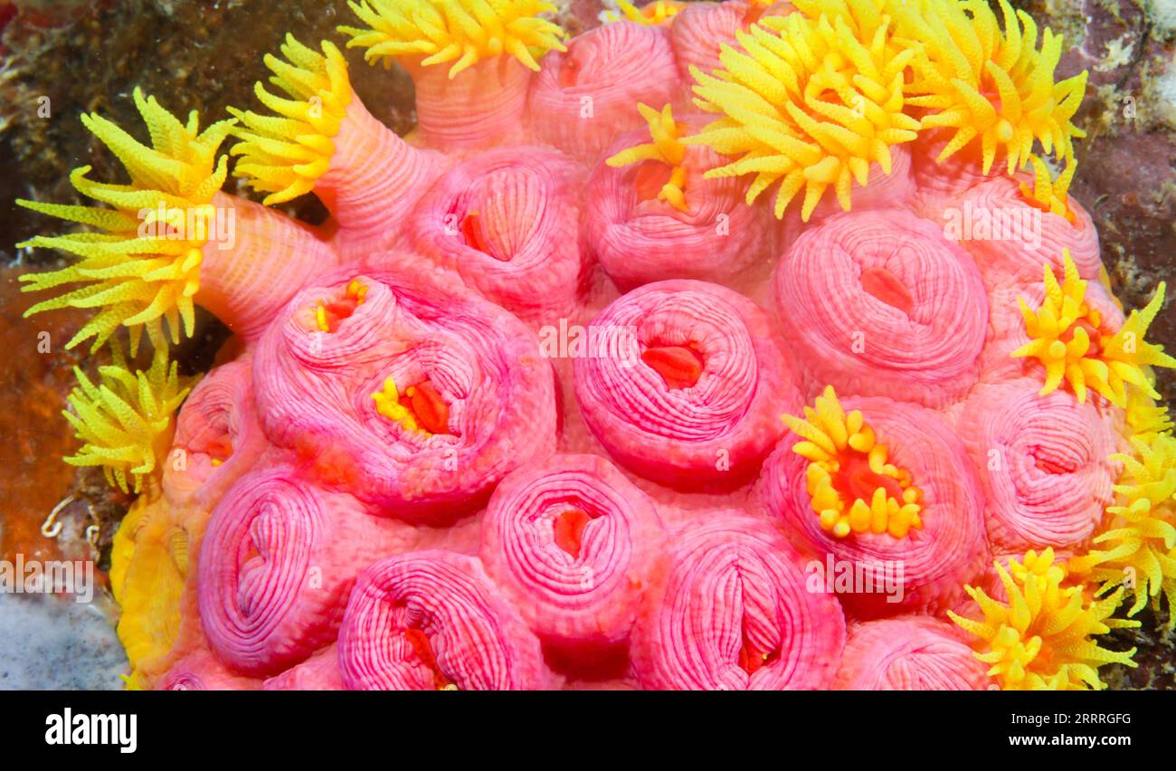 230528 -- LINGSHUI, 28. Mai 2023 -- dieses Foto, das am 25. Mai 2023 aufgenommen wurde, zeigt orange Becherkorallen in den Gewässern der Fenjiezhou Insel der Provinz Hainan, Südchina. CHINA-HAINAN-FENJIEZHOU INSELTAUCHAKTIVITÄT CN YANGXGUANYU PUBLICATIONXNOTXINXCHN Stockfoto
