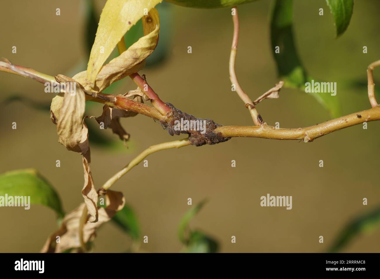 Nahaufnahme der Blattläuse Pterocomma rufipes. Stamm Macrosiphini, Unterfamilie Aphidinae, Blattläuse (Aphididae). Uber Korkenzieher-Weide (Salix matsudana Stockfoto