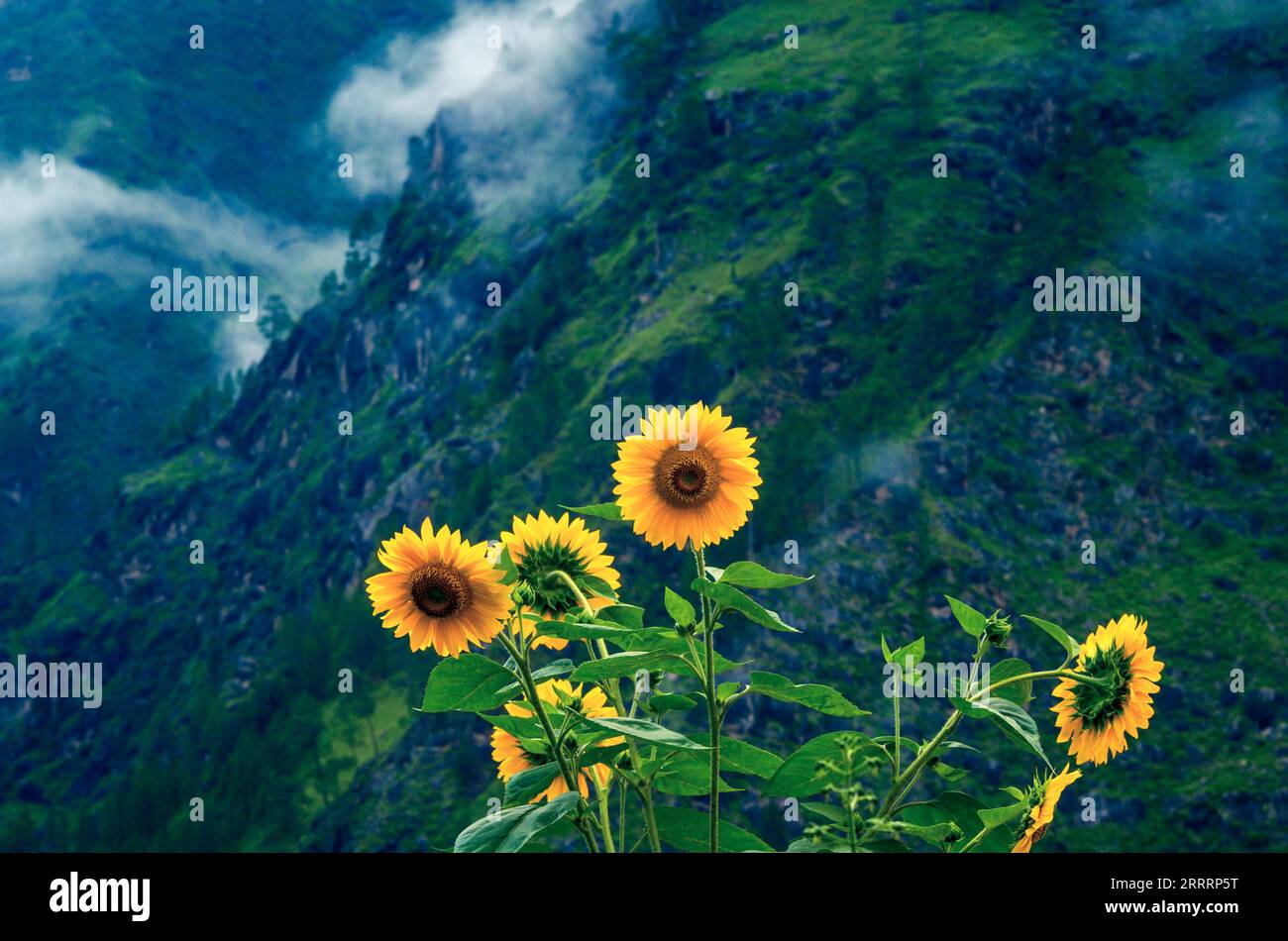 Sonnenblumen in den Bergen. Sonnenblumen blühen in einem Himalaya-Berggarten in der Nähe von Joshimath Chamoli, dem indischen Bundesstaat Uttarakhand, Indien. Stockfoto