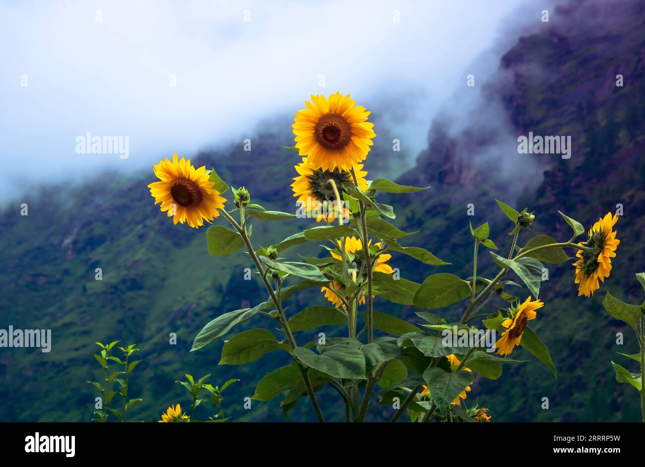 Sonnenblumen in den Bergen. Sonnenblumen blühen in einem Himalaya-Berggarten in der Nähe von Joshimath Chamoli, dem indischen Bundesstaat Uttarakhand, Indien. Stockfoto