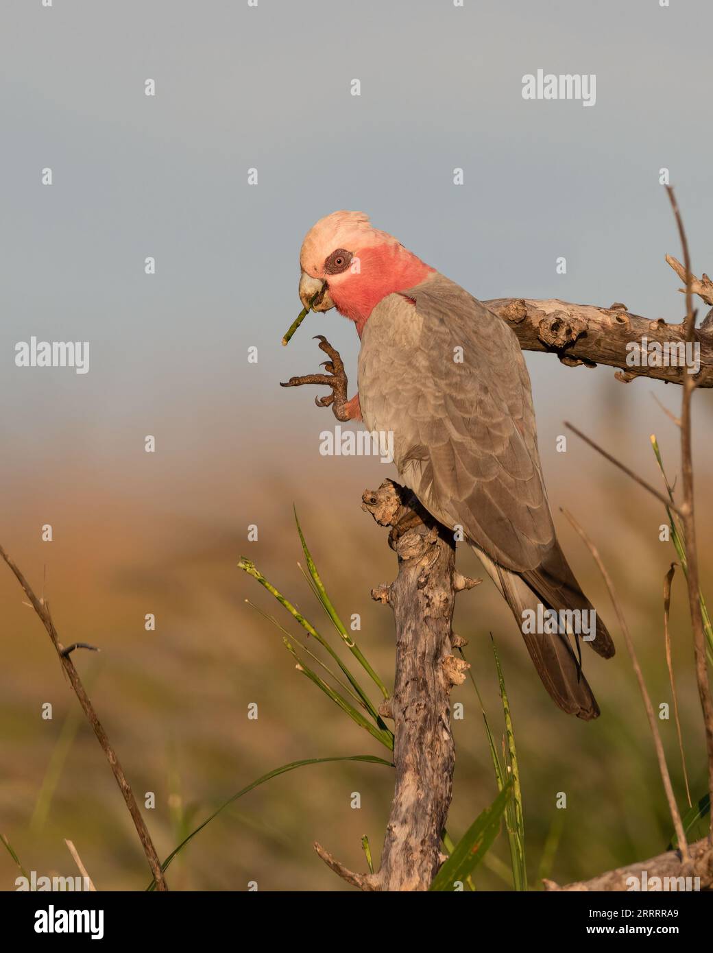 Eine weibliche Gala, auch bekannt als Rose-Breasted Cockatoo. Northern Territory, Australien. Stockfoto