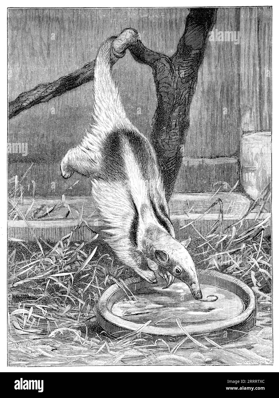 1902 Vintage-Stich eines südlichen Tamandua oder kleinen Ameisenbären (Tamandua tetradactyla). Stockfoto