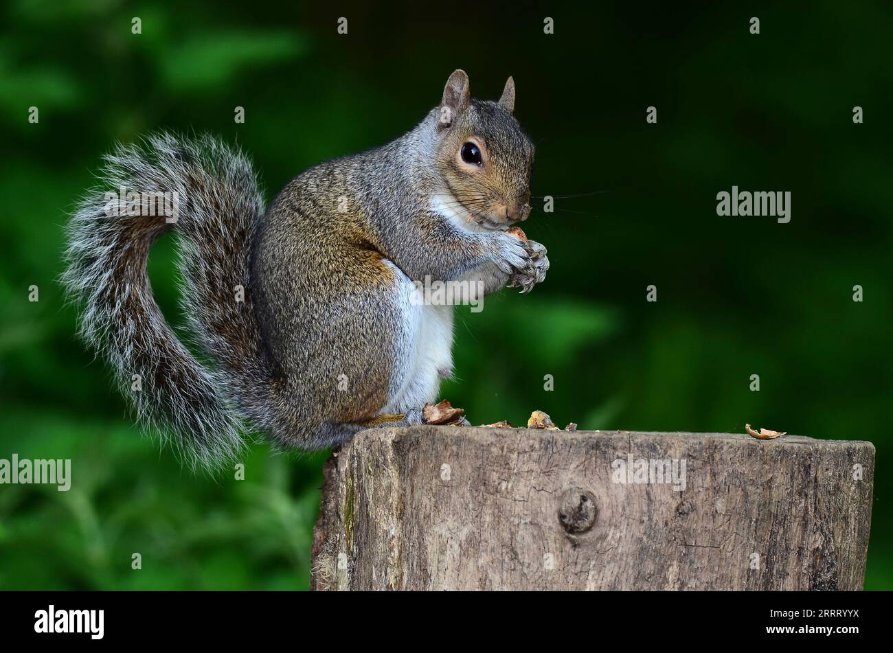 Erwachsenes graues Eichhörnchen sciurus carolinensis Stockfoto