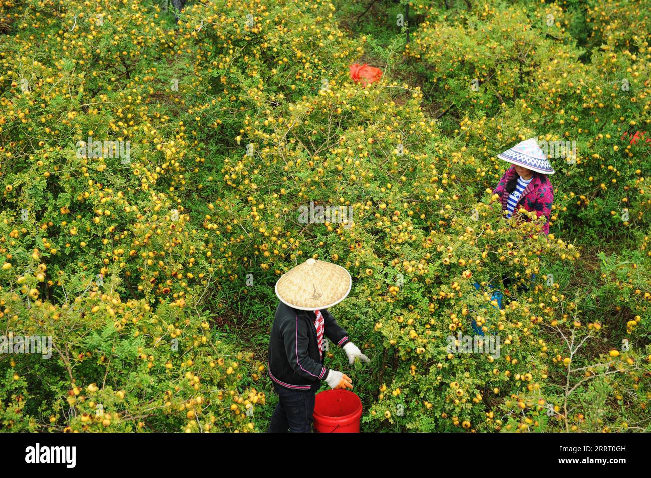 230620 -- GUIYANG, 20. Juni 2023 -- Bauern pflücken Dornbirnen in Gujiao Stadt im Longli County, Südwestchinesische Provinz Guizhou, 22. August 2018. In ganz China: Der Birnenanbau von Thorn erweist sich als fruchtbar für die Bergbauern CHINA-GUIZHOU-THORN BIRNENANBAU CN YangxWenbin PUBLICATIONxNOTxINxCHN Stockfoto