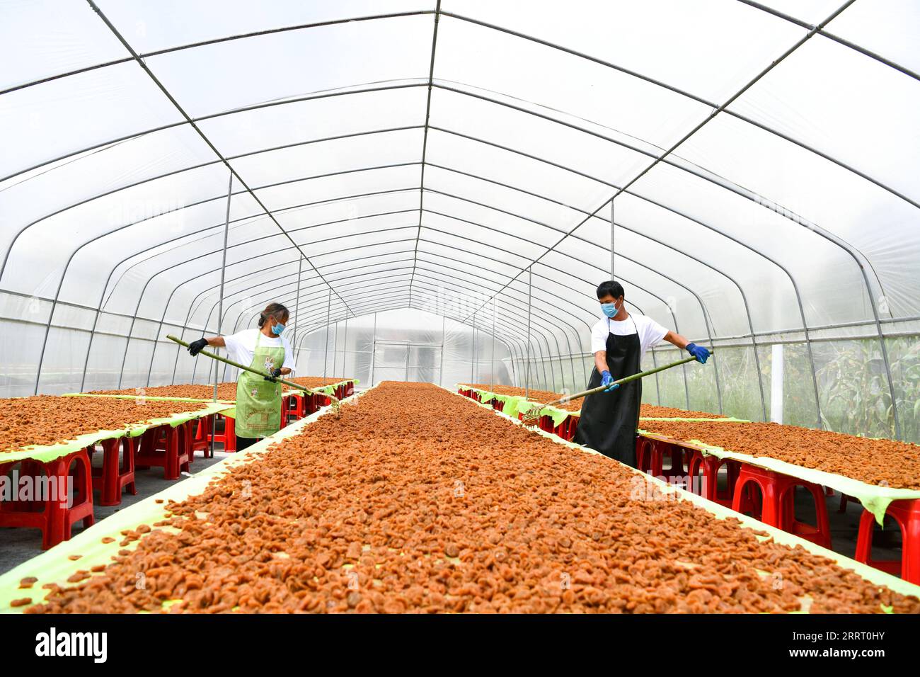 230620 -- GUIYANG, 20. Juni 2023 -- Farmers Dry Dorn Birnen in einer Genossenschaft in Gujiao Town of Longli County, Südwestchinas Provinz Guizhou, 18. August 2021. In ganz China: Der Birnenanbau von Thorn erweist sich als fruchtbar für die Bergbauern CHINA-GUIZHOU-THORN BIRNENANBAU CN YangxWenbin PUBLICATIONxNOTxINxCHN Stockfoto