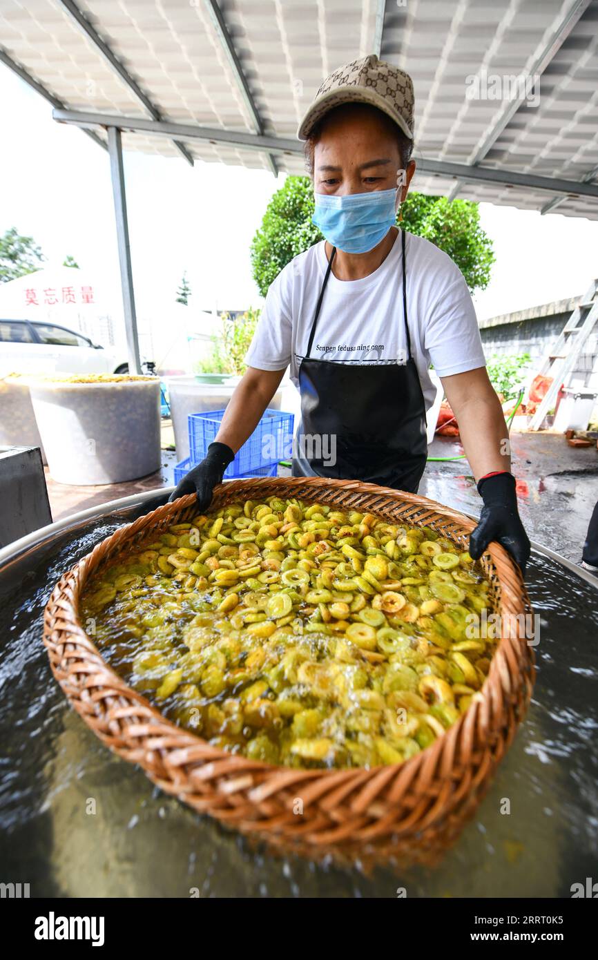 230620 -- GUIYANG, 20. Juni 2023 -- Ein Bauer wäscht Dornbirnen in einer Genossenschaft in Gujiao, Stadt Longli County, südwestchinesische Provinz Guizhou, 18. August 2021. In ganz China: Der Birnenanbau von Thorn erweist sich als fruchtbar für die Bergbauern CHINA-GUIZHOU-THORN BIRNENANBAU CN YangxWenbin PUBLICATIONxNOTxINxCHN Stockfoto
