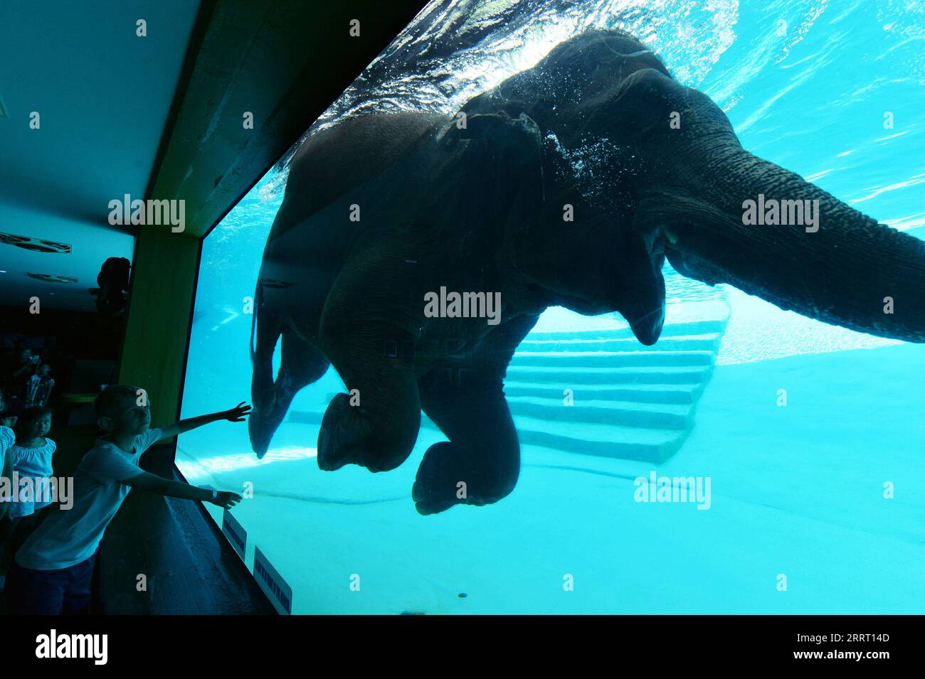 230621 -- CHONBURI, 21. Juni 2023 -- Touristen beobachten einen Elefanten beim Tauchen im Khao Kheow Open Zoo in der Provinz Chonburi in Thailand, 21. Juni 2023. THAILAND-CHONBURI-ELEPHANT-DIVING RachenxSageamsak PUBLICATIONxNOTxINxCHN Stockfoto