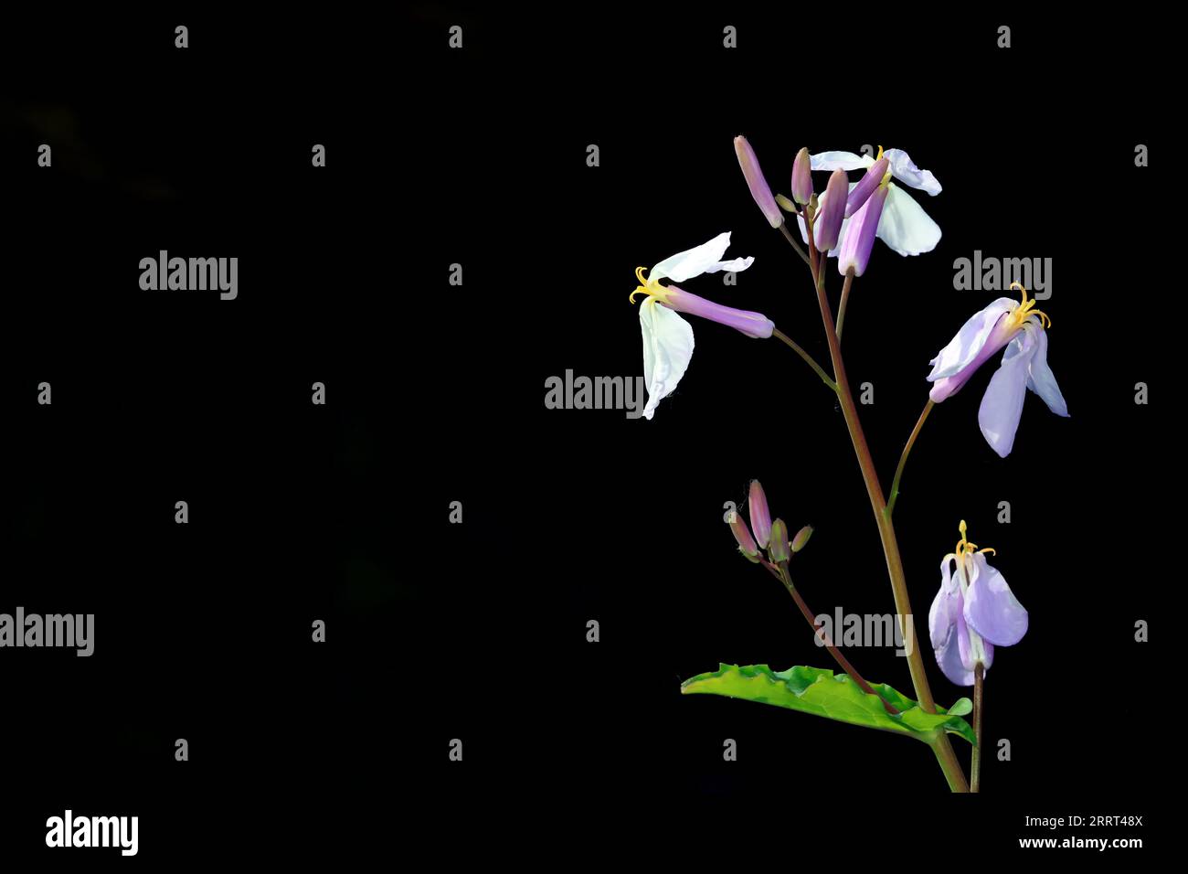 Februar Orchideen blühen in der Natur, Nordchina Stockfoto