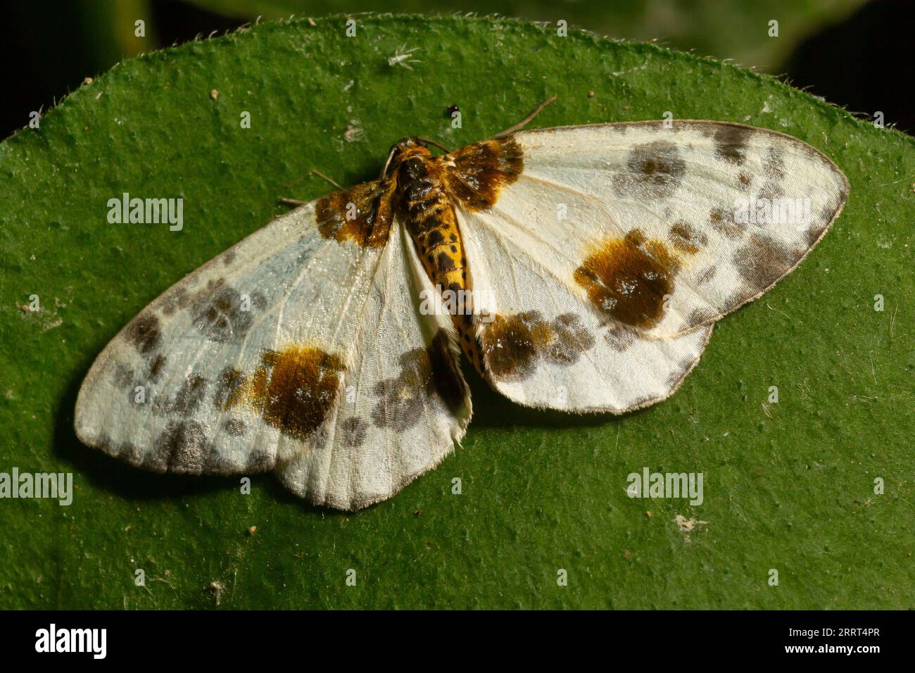 Der gefleckte Schmetterling abraxas sylvata breitet seine Flügel mit braunen Flecken aus. Stockfoto