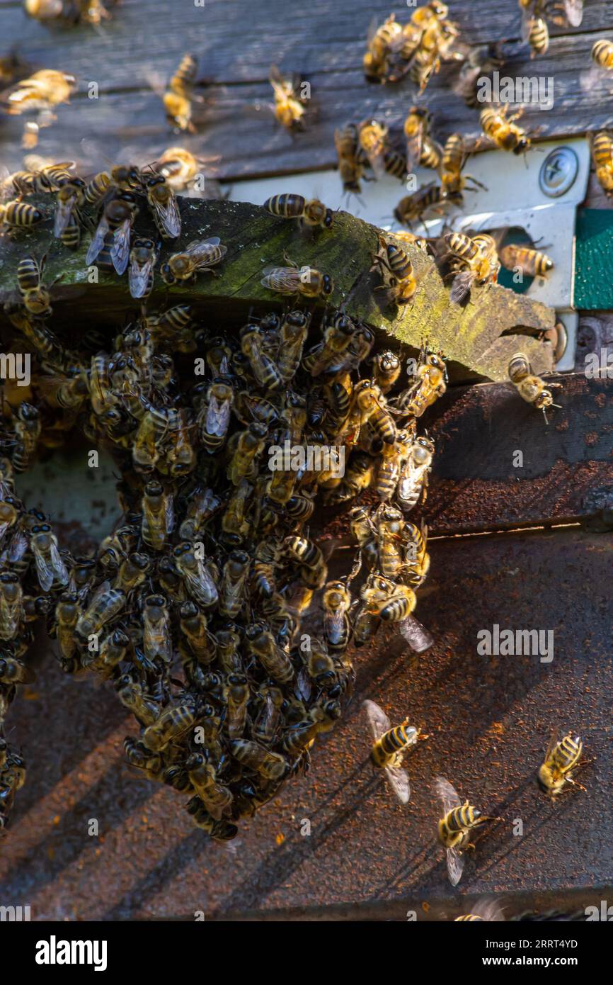 Viele Bienen kehren zum Bienenstock zurück und betreten den Bienenstock mit gesammeltem Blumennektar und Blütenpollen. Bienenschwarm, der Nektar von den Blumen sammelt. Stockfoto