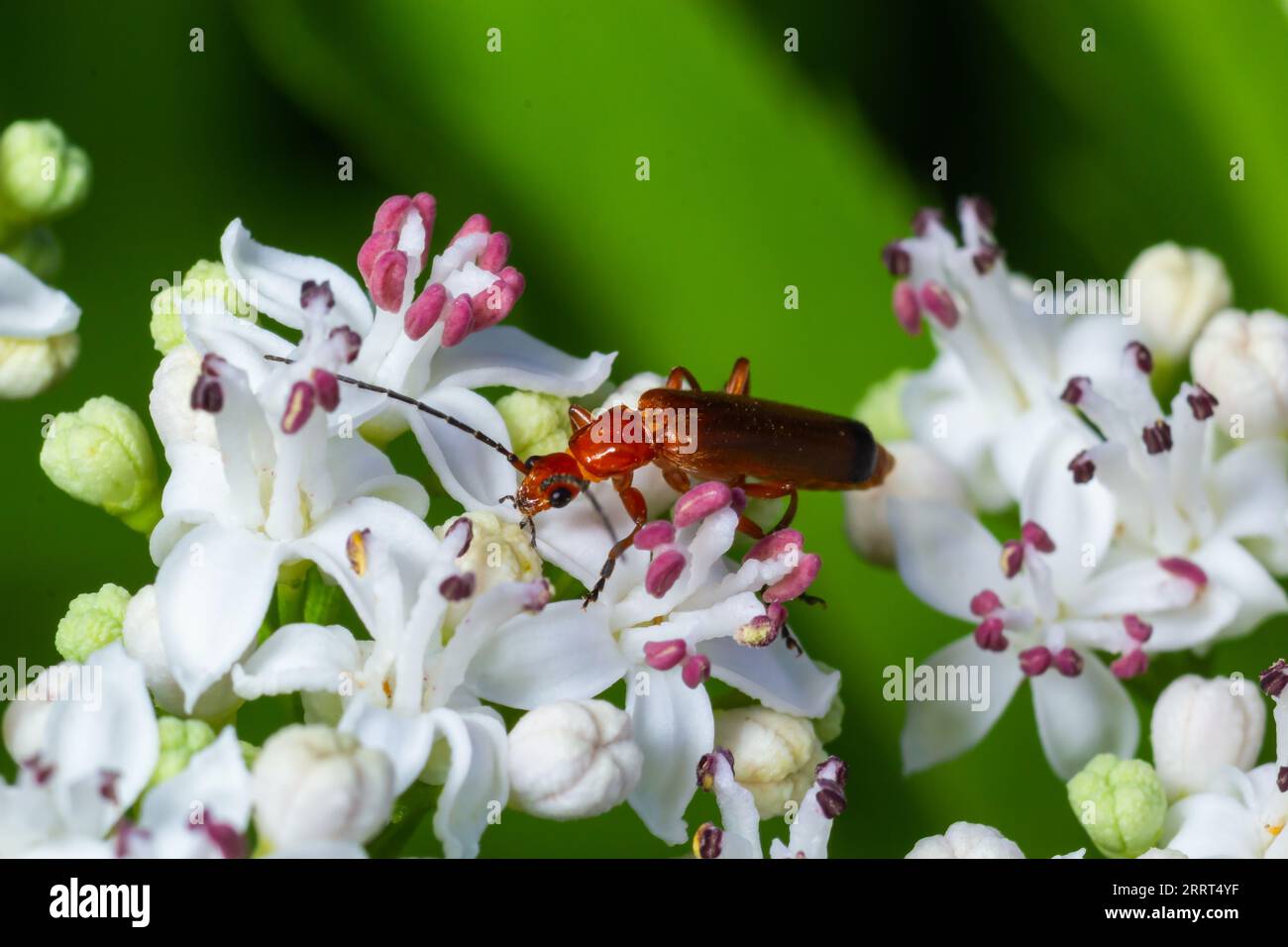 Der gemeine rote Käfer Rhagonycha fulva, auch irreführend als Blutsaugerkäfer bekannt, ist eine Art von Soldatenkäfer Cantharidae. Stockfoto