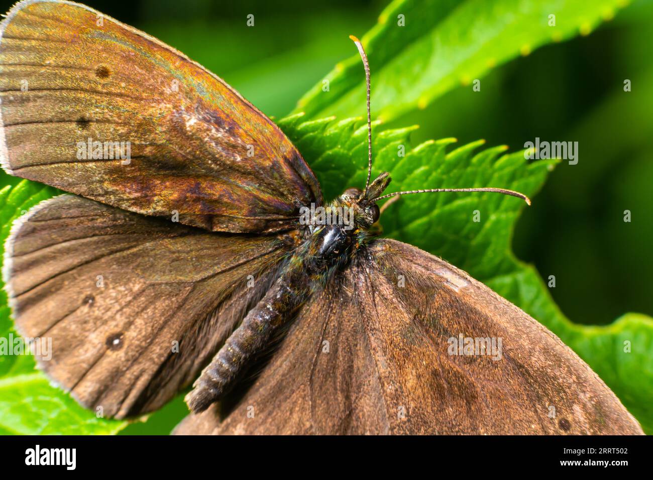 Nahaufnahme auf dem Ringelblattfalter, Aphantopus hyperantus, sitzend mit weit offenen Flügeln auf einem grünen Blatt. Stockfoto