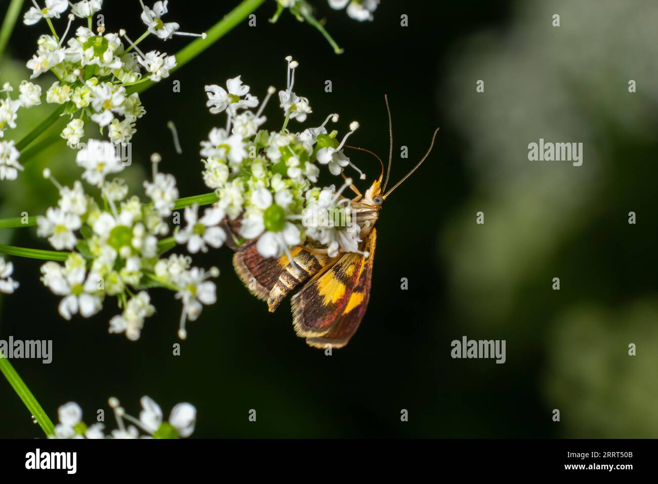 Eine kleine lila und goldene Motte Pyrausta aurata, die im Juni gesehen wurde. Stockfoto