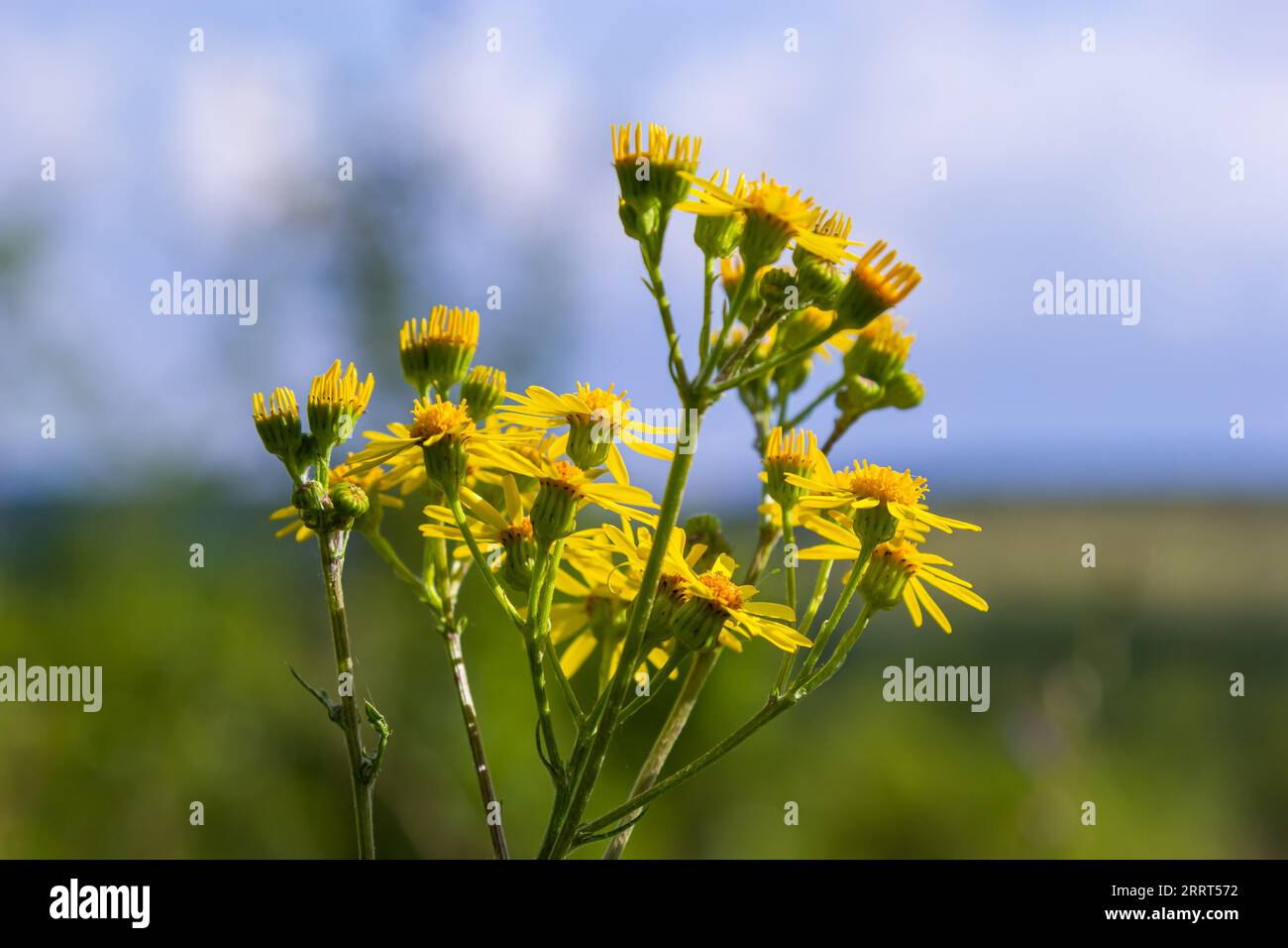 Nahaufnahme vieler Schmetterlinge auf einer gelben blühenden gewöhnlichen Ragwurz- oder Jacobaea vulgaris-Pflanze. Stockfoto