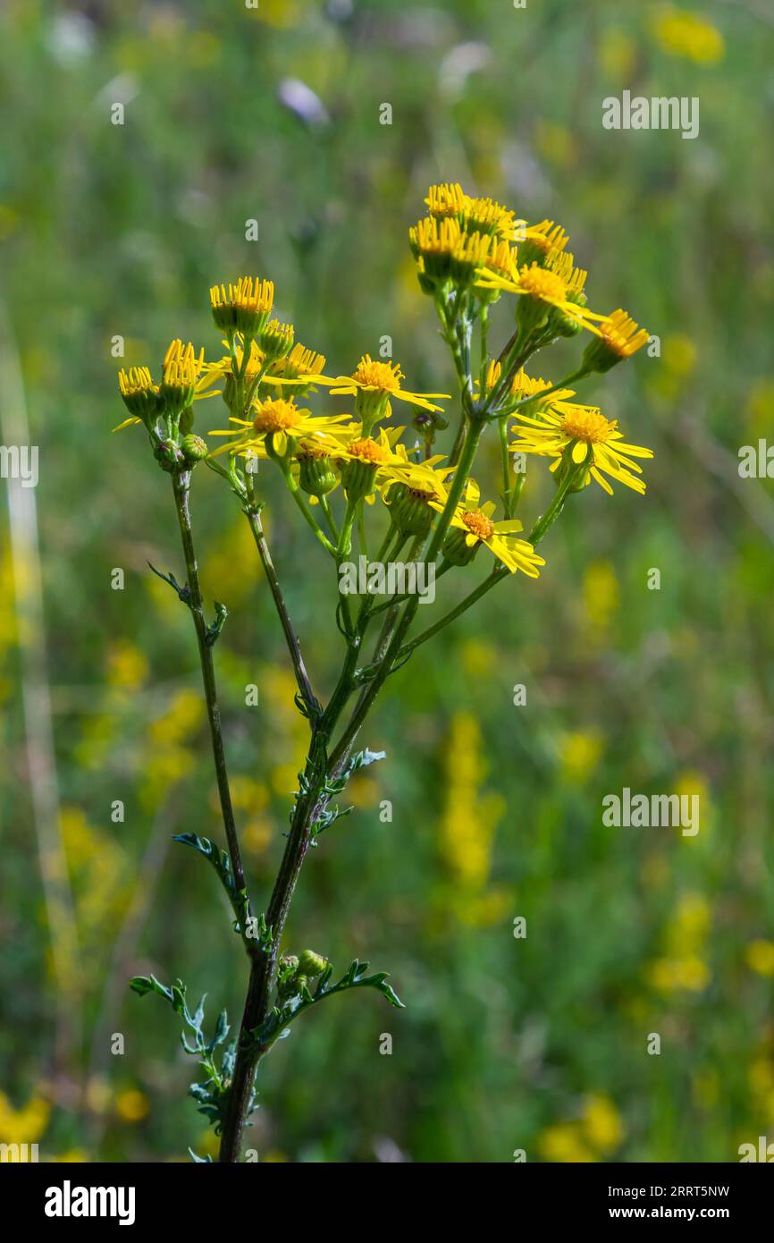 Nahaufnahme vieler Schmetterlinge auf einer gelben blühenden gewöhnlichen Ragwurz- oder Jacobaea vulgaris-Pflanze. Stockfoto