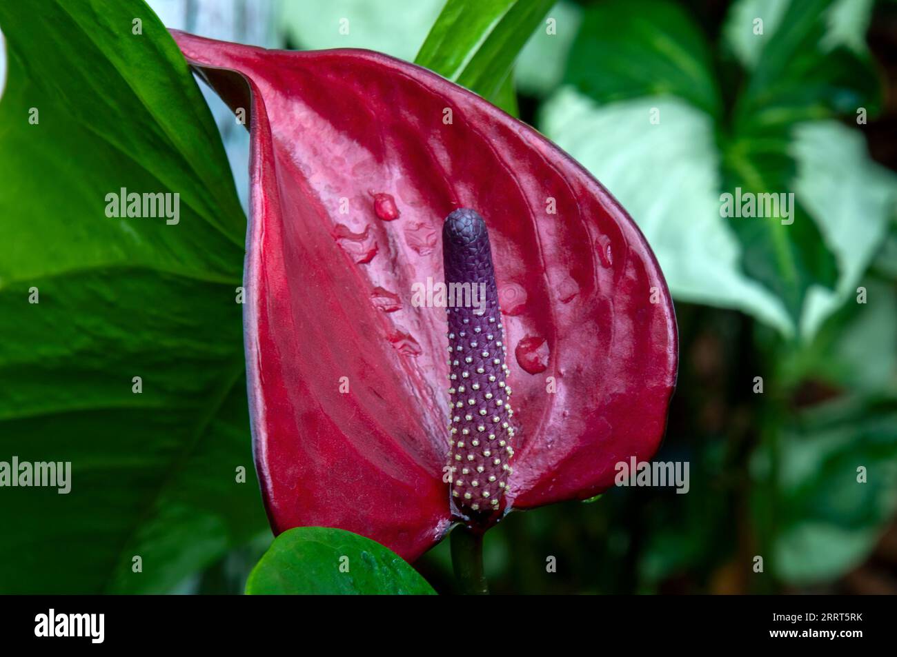 Sydney Australien, violette und karmesinrote Blütenköpfe einer Flamingoblume Stockfoto