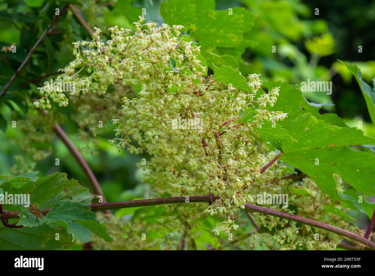 Männliche Blüten von gewöhnlichem Hopfen, Blüten an einem Sommertag. Stockfoto