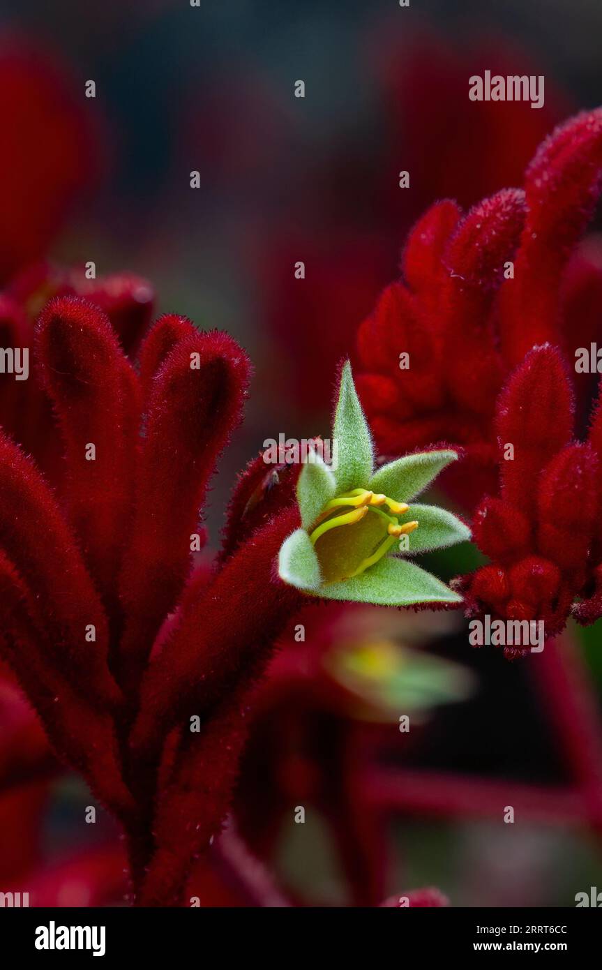 Sydney Australien, offenen Blüte eines roten Kangaroo paw Anlage Stockfoto