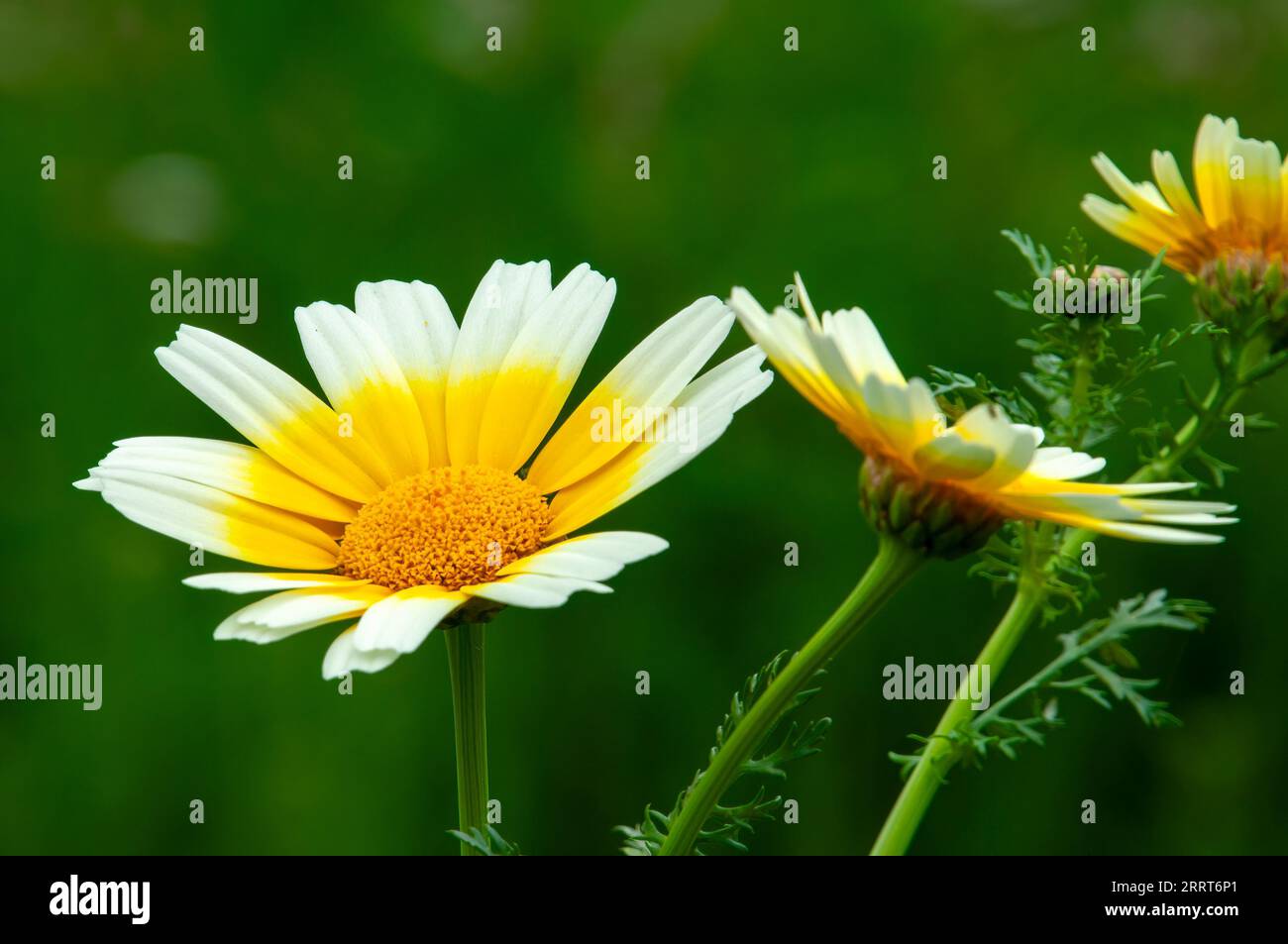 Sydney Australia, Glebionis coronaria oder Chrysantheme coronarium ist im mittelmeerbecken heimisch Stockfoto