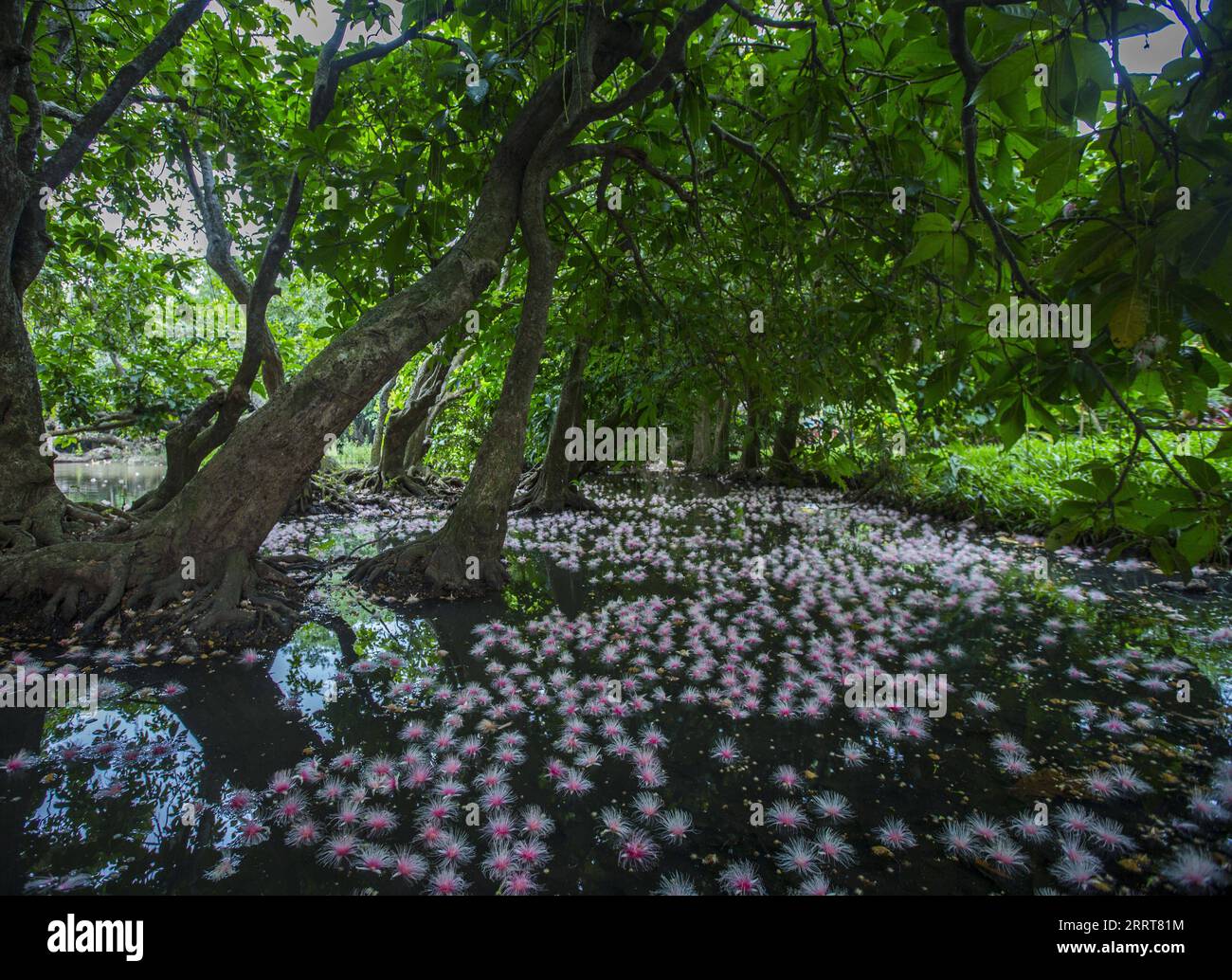 230705 -- HAIKOU, 5. Juli 2023 -- dieses Foto zeigt gefallene Yurui-Blumen im Dorf Qili, Stadt Danzhou, Provinz Hainan in Südchina, 21. Juni 2023. MIT überall in China: Kleines Dorf blüht als seltene Blumen zieht Besucher CHINA-HAINAN-DANZHOU-RARE BLUMEN CN Xinhua PUBLICATIONxNOTxINxCHN Stockfoto