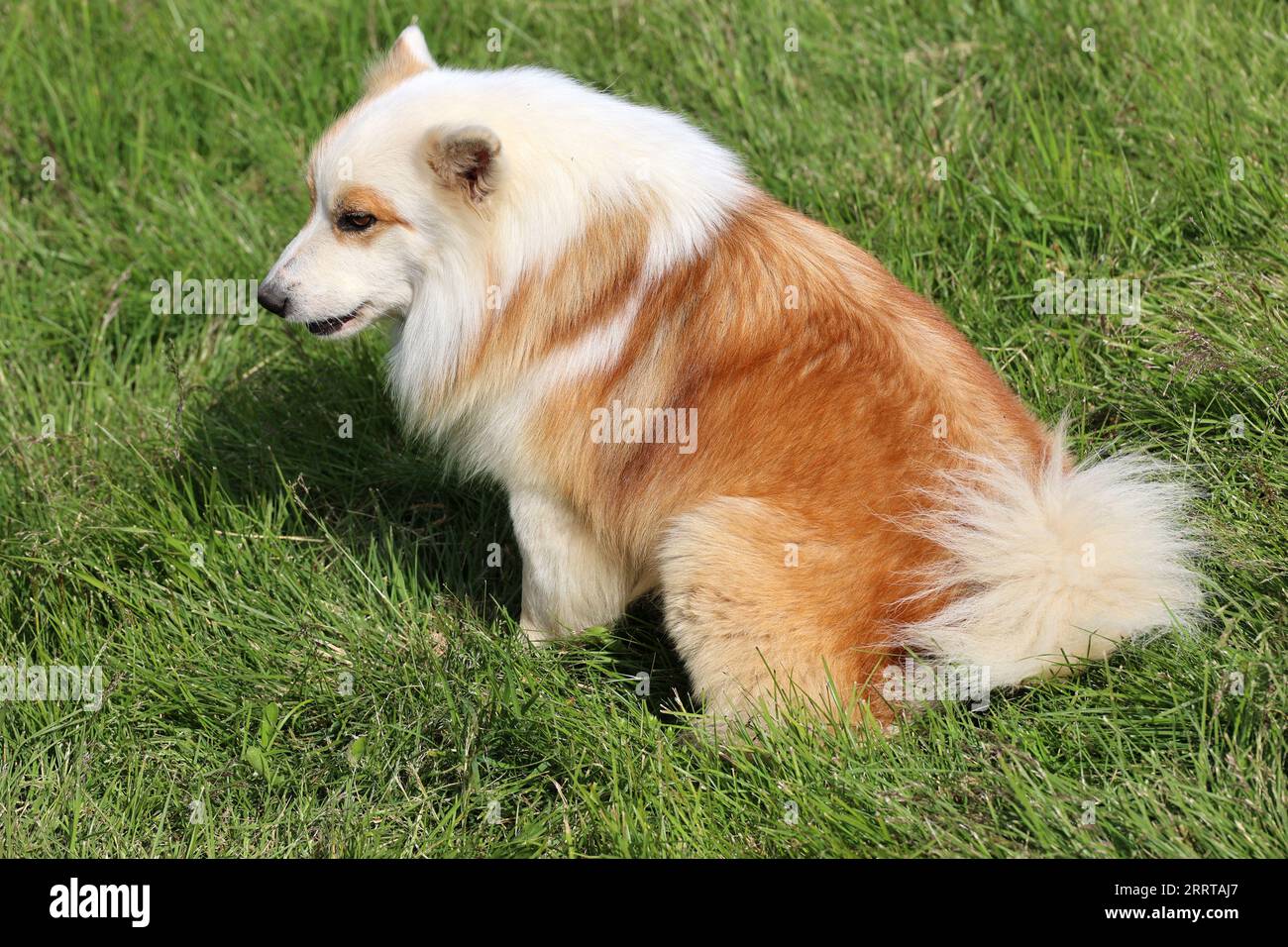 Islandhund der beste Freund des Mannes Nahaufnahme Stockfoto
