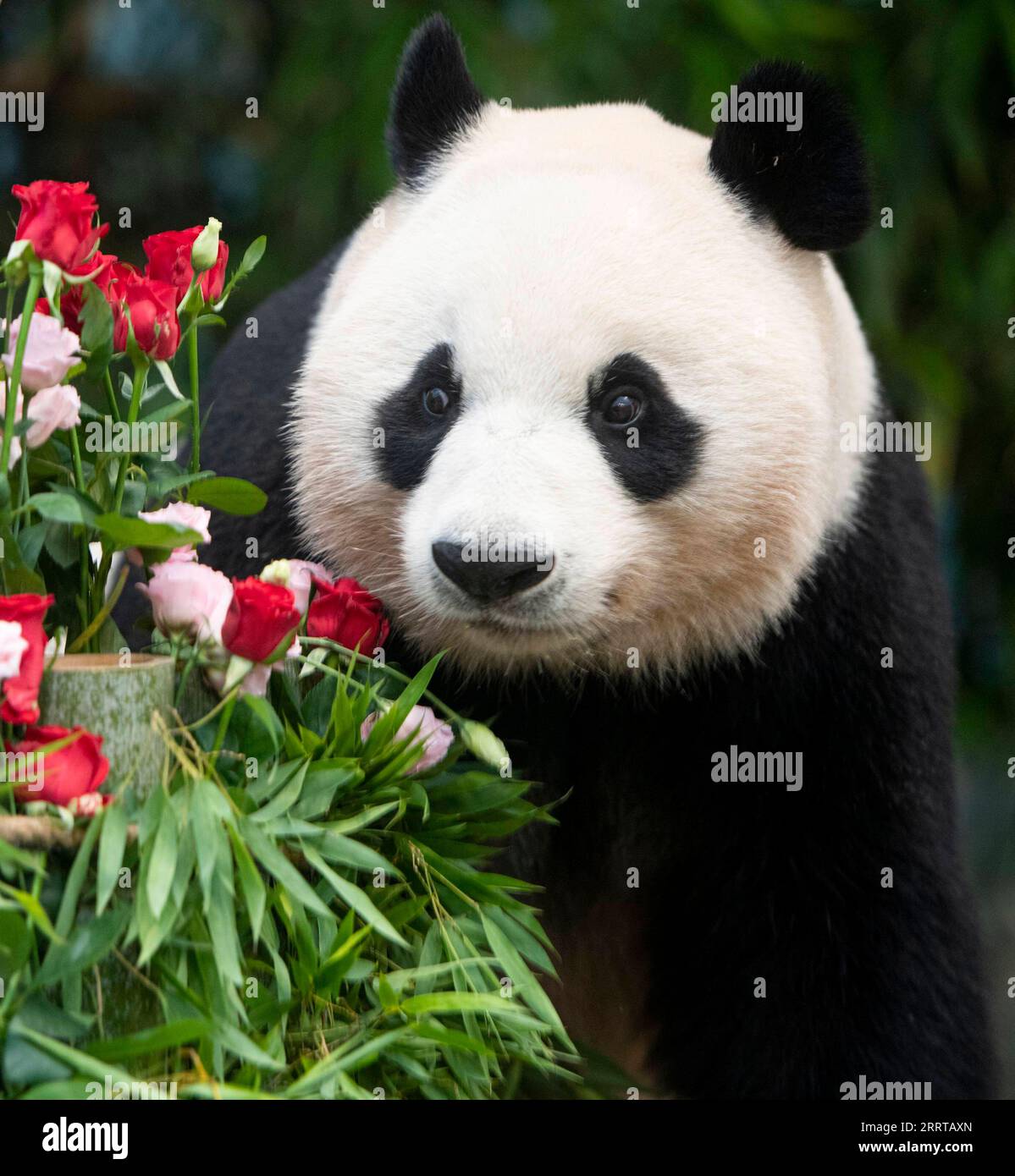 230711 -- SEOUL, 11. Juli 2023 -- dieses Foto zeigt den riesigen Panda Ai Bao in Yongin, Südkorea. Ai Bao, ein riesiger Panda, der vor sieben Jahren von China an Südkorea vermietet wurde, brachte am 7. Juli Zwillingsjunge zur Welt. /Handout über Xinhua SÜDKOREAS RIESIGER PANDA-ZWILLINGE-GEBURT EverlandxResort PUBLICATIONxNOTxINxCHN Stockfoto