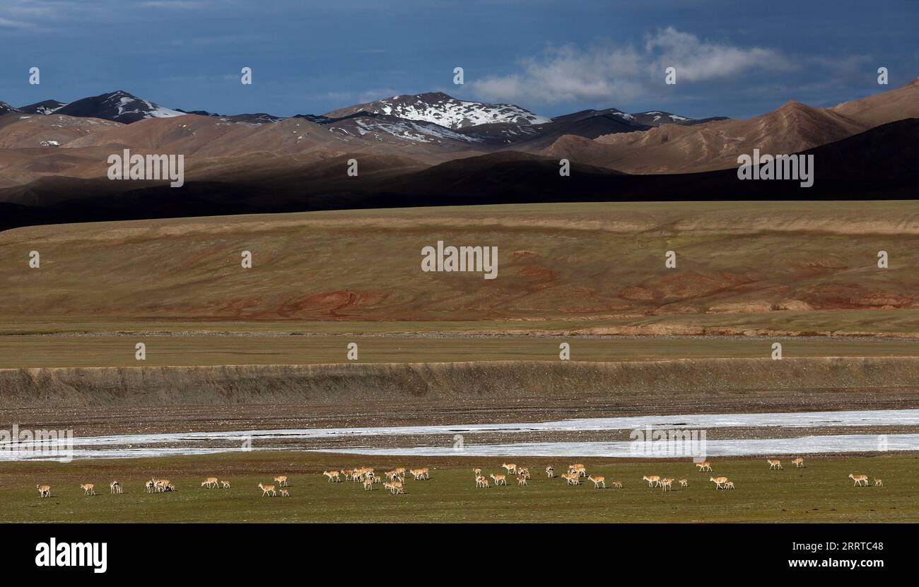 230715 -- ALTUN BERGE, 15. Juli 2023 -- dieses Foto, das am 9. Juli 2023 aufgenommen wurde, zeigt tibetische Antilopen im Kaninchenseegebiet des Xinjiang Altun Mountains National Nature Reserve in der autonomen Region Xinjiang Uygur im Nordwesten Chinas. Das Kaninchenseengebiet des Xinjiang Altun Mountains National Nature Reserve hat eine durchschnittliche Höhe von etwa 5.000 Metern. Umgeben von Schneebergen in vier Richtungen, ist der Bezirk ein natürlicher Zufluchtsort für tibetische Antilopen, um den natürlichen Feinden zu entgehen. Das Tier beginnt seine Hochsaison der Reproduktion im Juli. Tausende von tibetischen Antilopen sind es Stockfoto