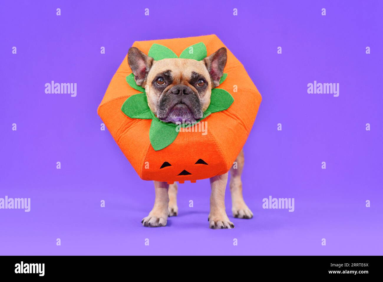 Französischer Bulldog mit lustigem Kürbis-Halloween-Kostüm vor purpurnem Hintergrund Stockfoto