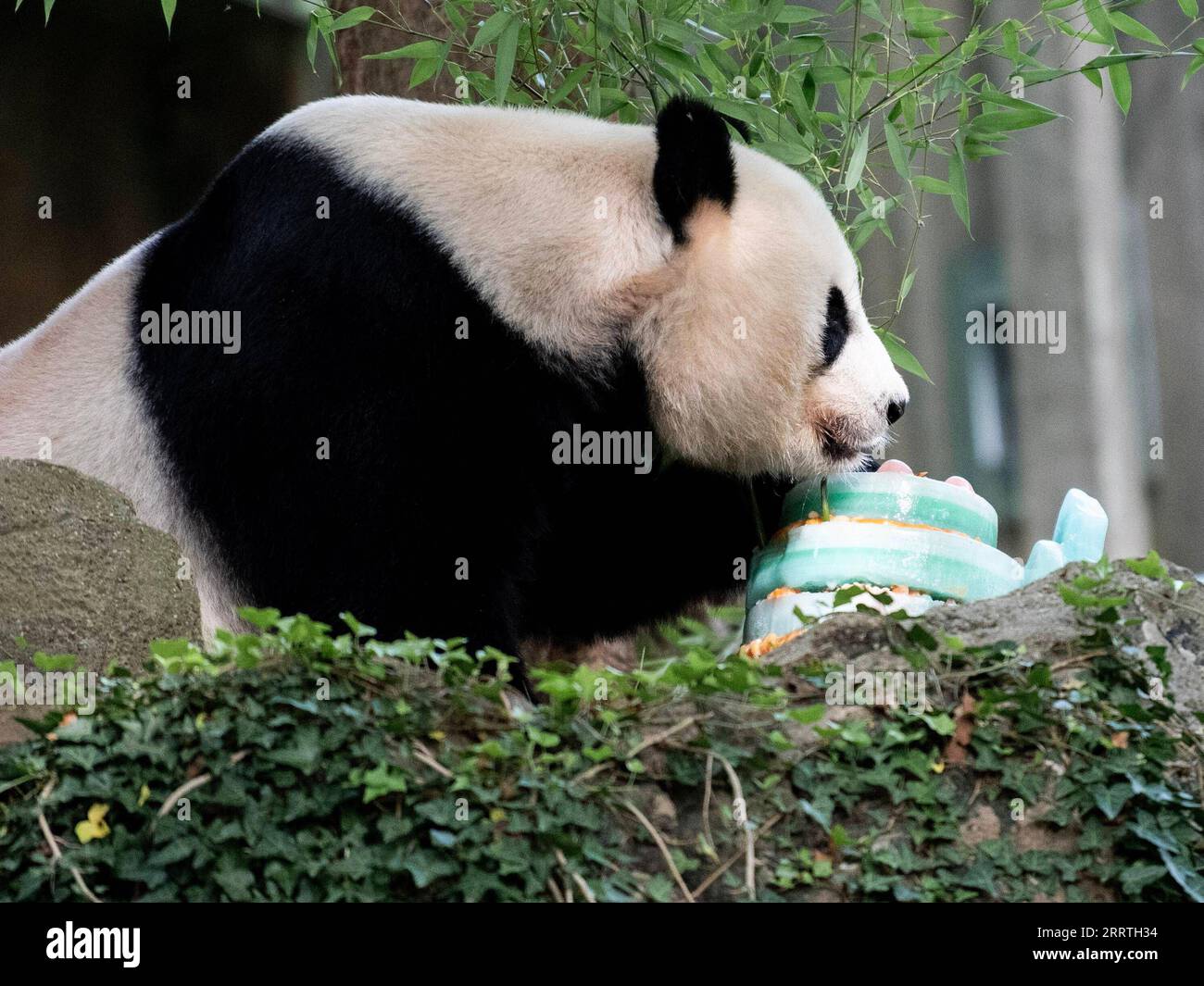 230723 -- WASHINGTON, D.C., 23. Juli 2023 -- Giant Panda Mei Xiang genießt am 22. Juli 2023 einen Eiskuchen im Smithsonian's National Zoo in Washington, D.C., USA. Die Riesenpanda Mei Xiang feierte hier am Samstag ihren 25. Geburtstag. Der Zoo organisierte eine besondere Party, um den Anlass mit ihren Fans zu feiern. US-WASHINGTON, D.C.-RIESE PANDA MEI XIANG-GEBURTSTAG LIUXJIE PUBLICATIONXNOTXINXCHN Stockfoto