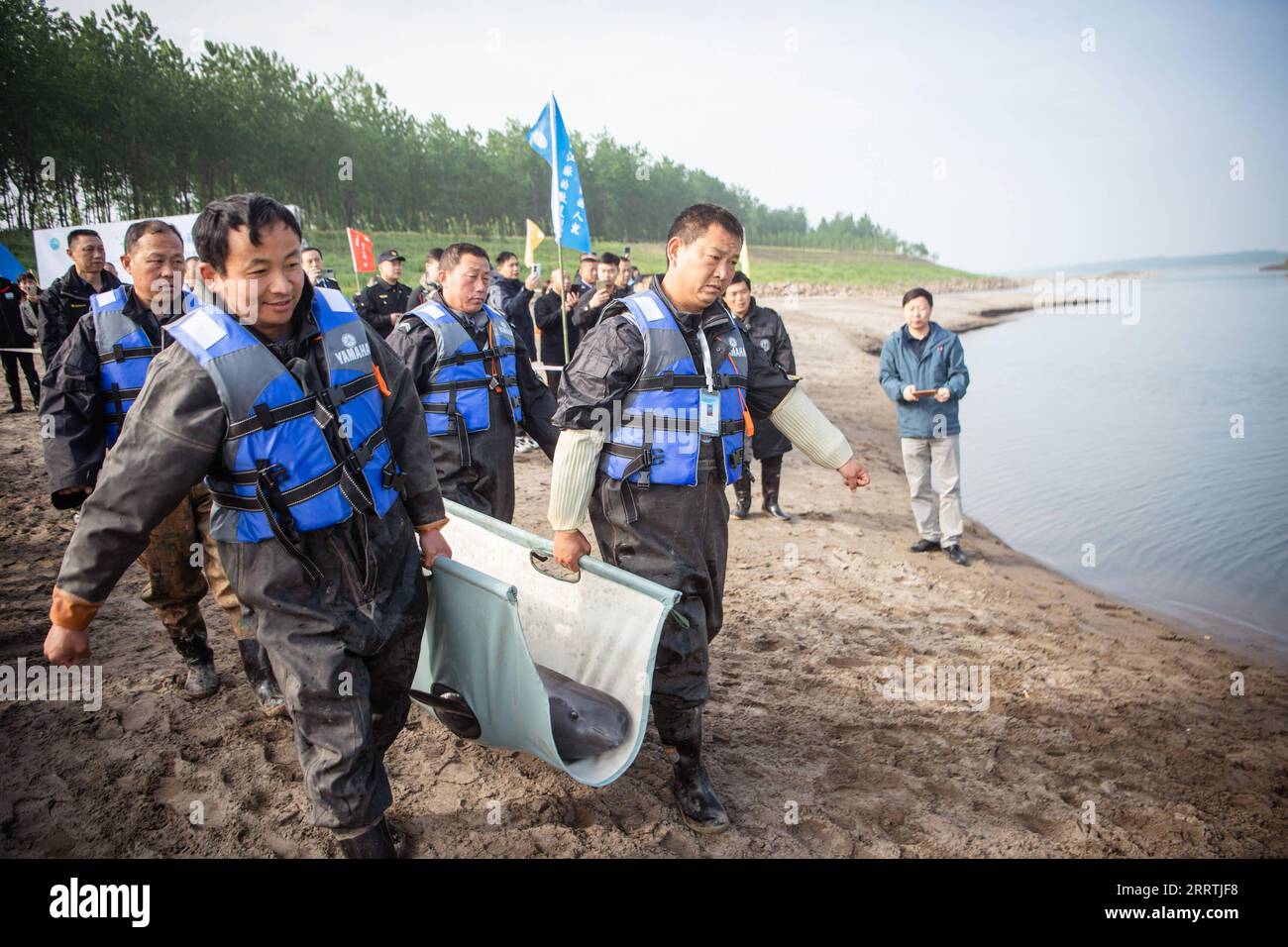 230727 -- WUHAN, 27. Juli 2023 -- Mitarbeiter verlegen einen Yangtze-Schweinswal in einen Abschnitt des Yangtze-Flusses und lassen ihn dort am 25. April 2023 in der zentralchinesischen Provinz Hubei frei. Drei Generationen von Forschern am Institut für Hydrobiologie, der Chinesischen Akademie der Wissenschaften CAS, haben Jahrzehnte damit verbracht, gefährdete Arten zu retten und zu pflegen - den Baiji-Delfin und den Yangtze-Schweinswal. Letzterer wird als lächelnder Engel des Yangtze-Flusses bezeichnet, da seine leicht gelockten Lippen denen eines lächelnden Menschen ähneln. Der Baiji-Delfin Qi Qi verstarb im Juli 2002, nachdem er mehr als 22 Jahre gelebt hatte Stockfoto