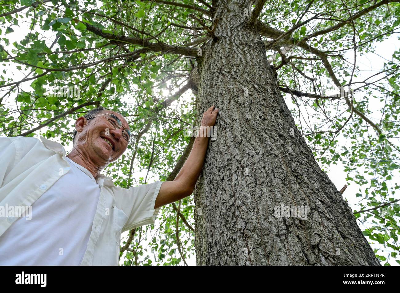 230803 -- TONGLIAO, 3. August 2023 -- Bai Shun berührt den ersten Baum, den er in Bulteger Gacha gepflanzt hat, Horqin Linker Flügel Hinteres Banner der Stadt Tongliao, Nordchina Innere Mongolei Autonome Region, 2. August 2023. Bulteger Gacha, ein kleines Dorf in Horqin im linken Flügel hinter dem Banner der Stadt Tongliao, befand sich im Zentrum des Horqin Sandy Landes und litt früher unter Wüstenbildung. Seit 2002 hat Bai Shun, ein ortsansässiger mongolischer Bauer, seine Familie dazu gebracht, sich in diesem Dorf zu verwurzeln und sich der Kontrolle der Wüstenbildung zu widmen. Die Überlebensrate der gepflanzten Bäume war zu Beginn aufgrund fehlender Bäume niedrig Stockfoto