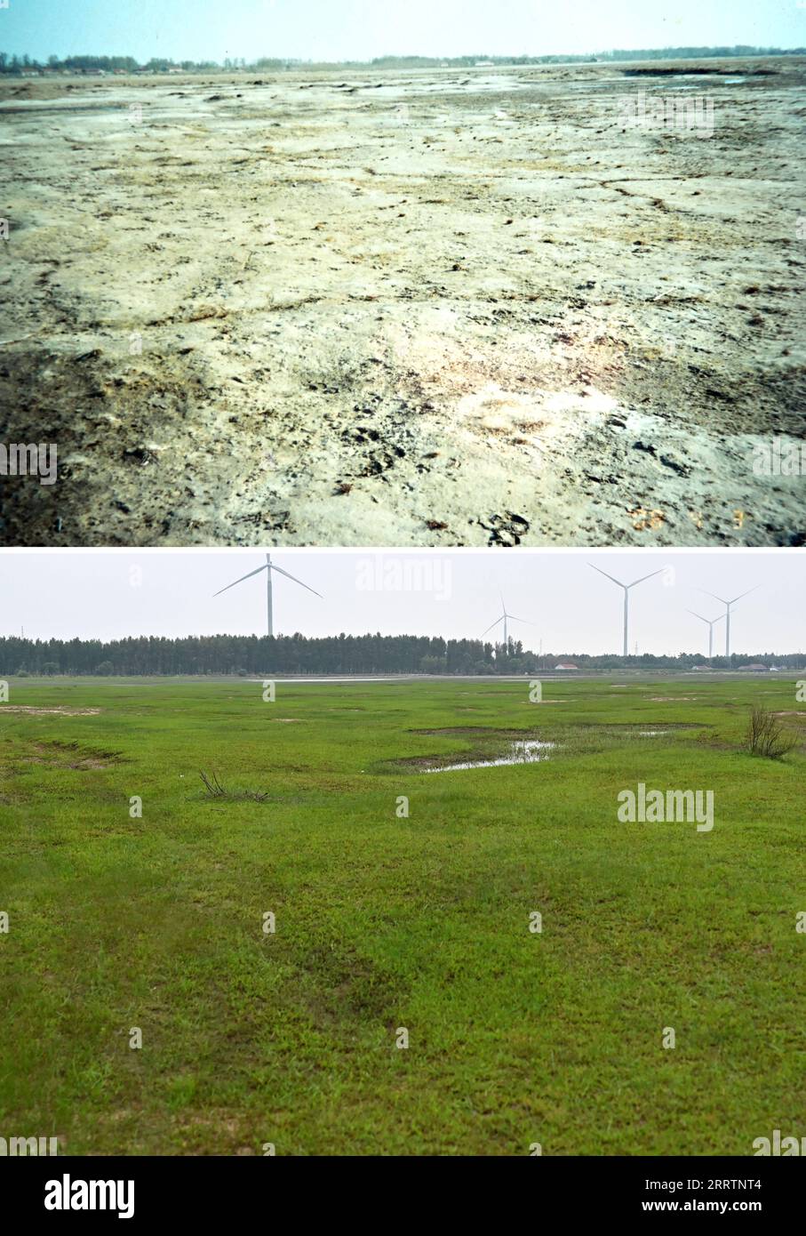 230803 -- TONGLIAO, 3. Aug. 2023 -- dieses Kombi-Foto zeigt das Sandland vor der Sandkontrolle in Bulteger Gacha, Horqin linkes Flügel hinteres Banner der Stadt Tongliao, Nordchinas Autonome Region Innere Mongolei im Jahr 2008 oben, Datei Foto und die Wiese vor dem Haus von Bai Shun in Bulteger Gacha, Horqin links hinten Banner von Tongliao Stadt, Nordchina Innere Mongolei Autonome Region, 2. August 2023 unten, Foto von Xinhua Fotograf. Bulteger Gacha, ein kleines Dorf in Horqin im linken Flügel hinter dem Banner der Stadt Tongliao, lag im Zentrum des Horqin Sandy Landes und litt früher unter d Stockfoto