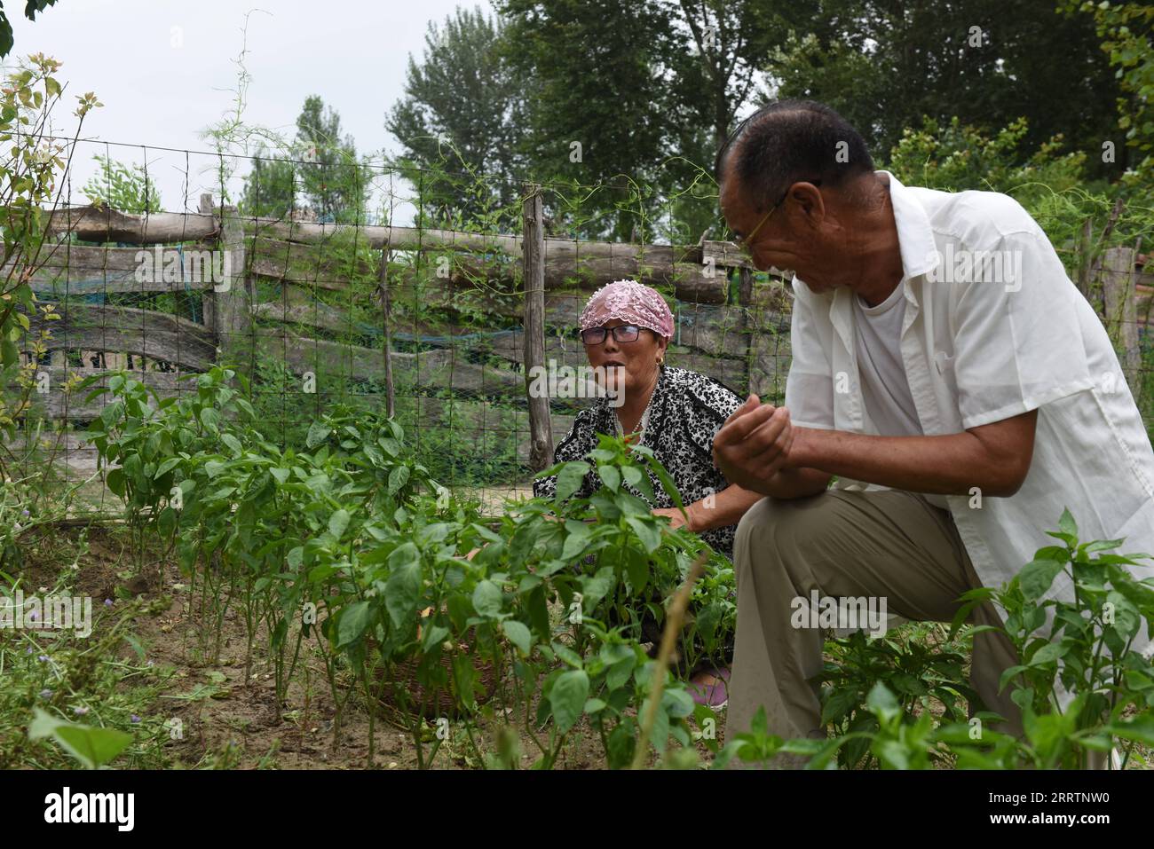 230803 -- TONGLIAO, 3. August 2023 -- Bai Shun R und seine Frau arbeiten im Gemüsegarten ihres Hauses in Bulteger Gacha, Horqin Linker Flügel Heckbanner der Stadt Tongliao, Nordchina Innere Mongolei Autonome Region, 2. August 2023. Bulteger Gacha, ein kleines Dorf in Horqin im linken Flügel hinter dem Banner der Stadt Tongliao, befand sich im Zentrum des Horqin Sandy Landes und litt früher unter Wüstenbildung. Seit 2002 hat Bai Shun, ein ortsansässiger mongolischer Bauer, seine Familie dazu gebracht, sich in diesem Dorf zu verwurzeln und sich der Kontrolle der Wüstenbildung zu widmen. Die Überlebensrate der gepflanzten Bäume war bei der niedrig Stockfoto