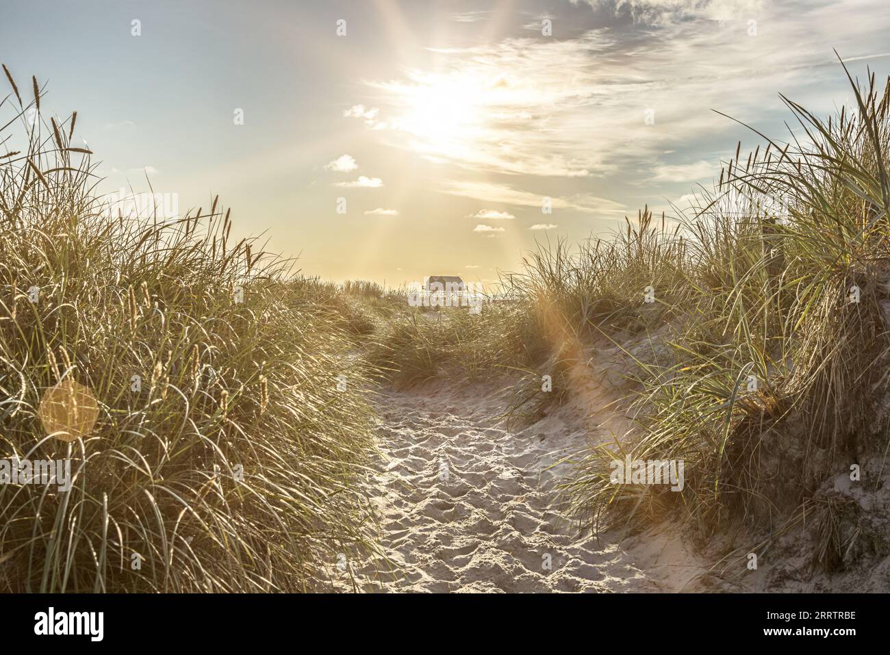 Sanddünen mit Gras am Strand von Sankt Peter-Ording Stockfoto