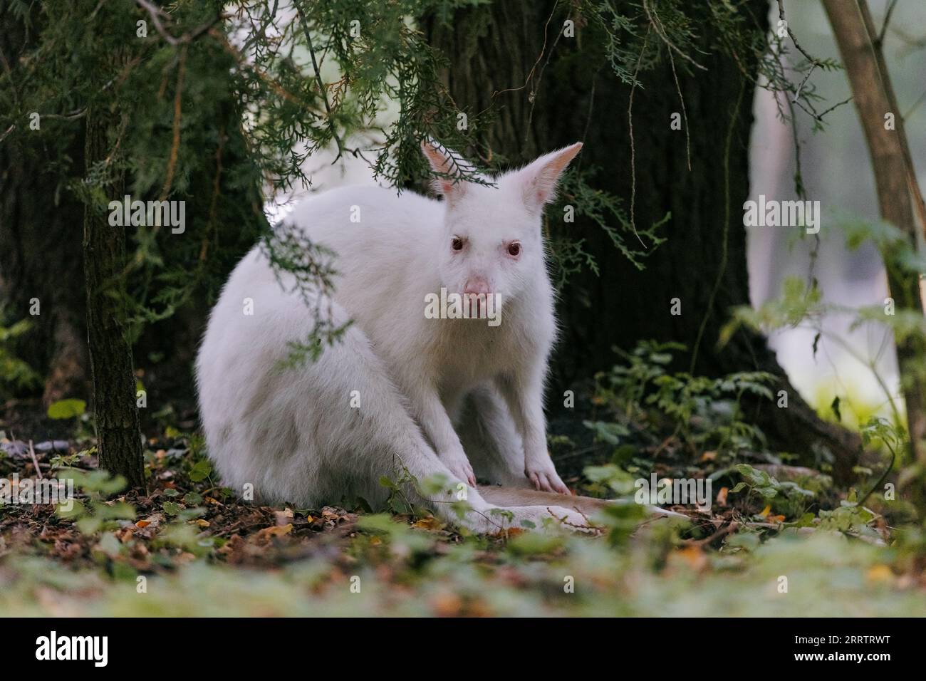 Australisches Albino-Wallaby mit rotem Hals, das im Park unter dem Baum sitzt. Nahaufnahme. Albino-Variation des Bennettschen Wallabys. Stockfoto