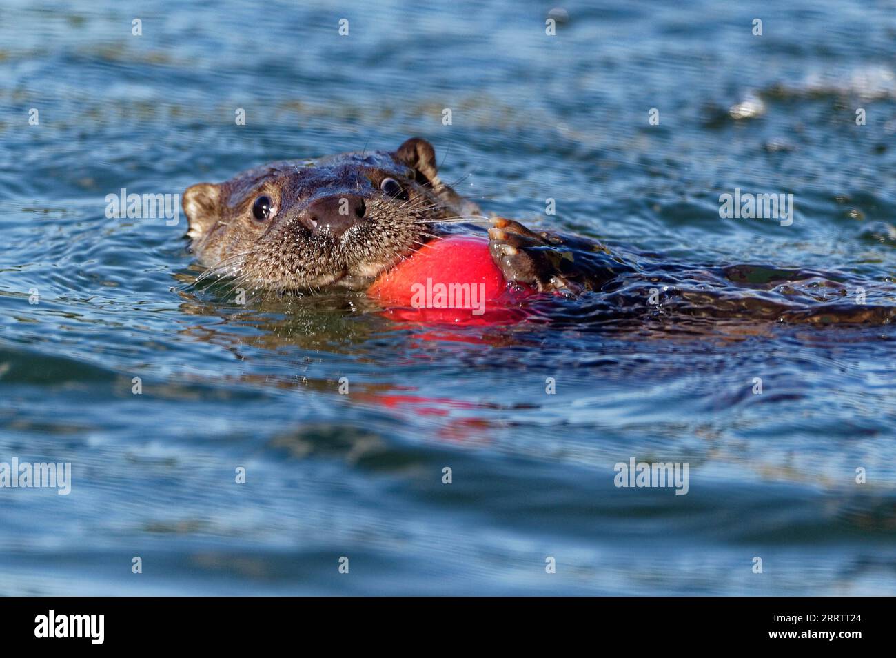 Eurasischer Otter (Lutra lutra) juvenile, die Apfel spielen und halten Stockfoto