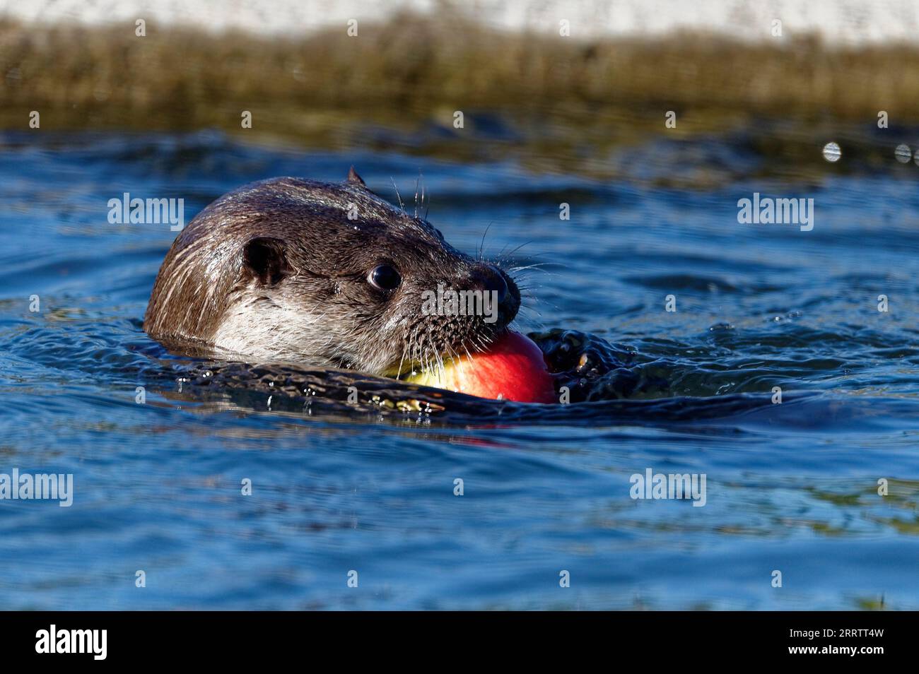 Eurasischer Otter (Lutra lutra) juvenile, die Apfel spielen und halten Stockfoto