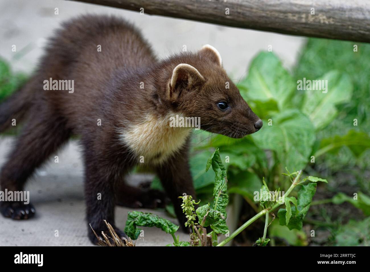 Kiefernmarder („Martes martes“) wachsen zwischen Vegetation und Baumstämmen nicht. Stockfoto