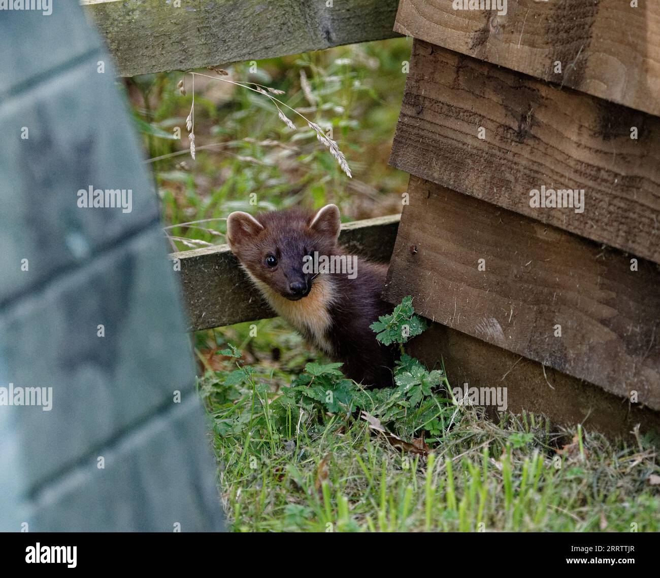 Kiefernmarder („Martes martes“) wachsen zwischen Vegetation und Baumstämmen nicht. Stockfoto